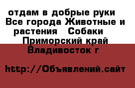 отдам в добрые руки - Все города Животные и растения » Собаки   . Приморский край,Владивосток г.